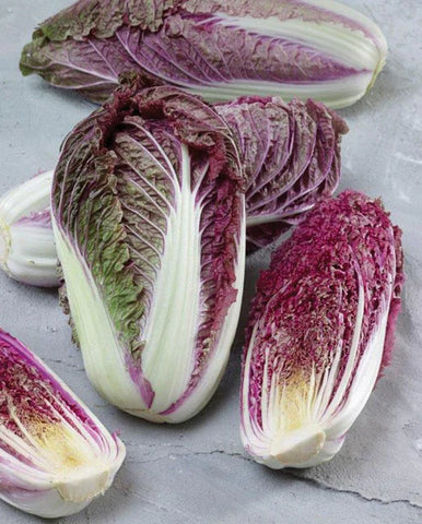 CABBAGE RED SCARVITA