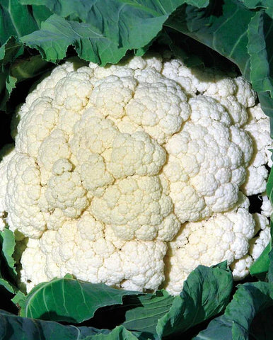 CAULIFLOWER AMAZING