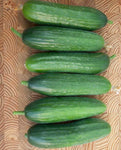 CUCUMBER PICOLINO ORGANIC