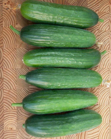 CUCUMBER PICOLINO ORGANIC