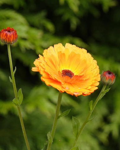 CALENDULA INDIAN PRINCE