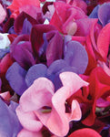 SWEET PEAS MAMMOTH BLEND