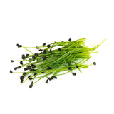 MUMM'S SPROUTING SEEDS-GARLIC CHIVES