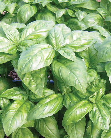 BASIL DOLLY ORGANIC