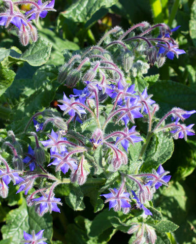 BORAGE