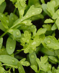 GREENS CURLY CRESS PEPPERGRASS