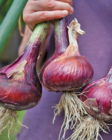 ONIONS REDWING