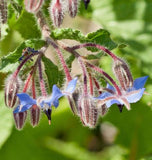 BORAGE