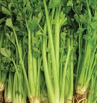 CELERY TALL UTAH