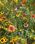 WILDFLOWERS SOUTHERN PRAIRIES WILDFLOWER BLEND