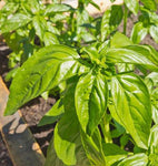 BASIL ORGANIC GENOVESE