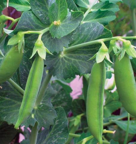 SHELLING PEAS LITTLE MARVEL