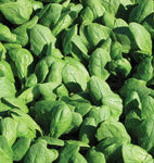 SPINACH ORGANIC RENEGADE