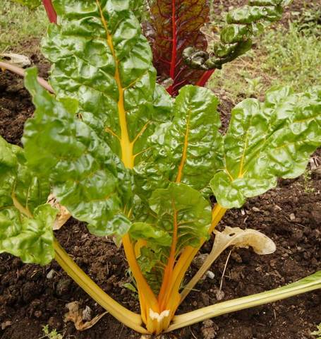 SWISS CHARD CANARY YELLOW