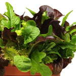 LETTUCE CITY GARDEN BLEND