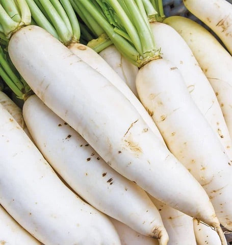 RADISH MIYASHIGE WHITE NECKED