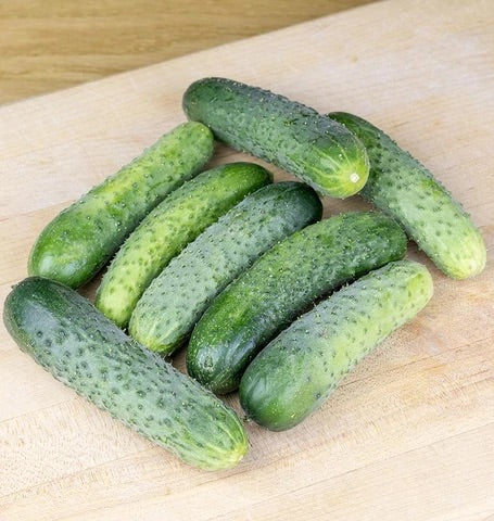 CUCUMBER ARTIST GHERKIN COATED