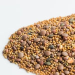 MUMM'S SPROUTING SEEDS- SPICY LENTIL CRUNCH